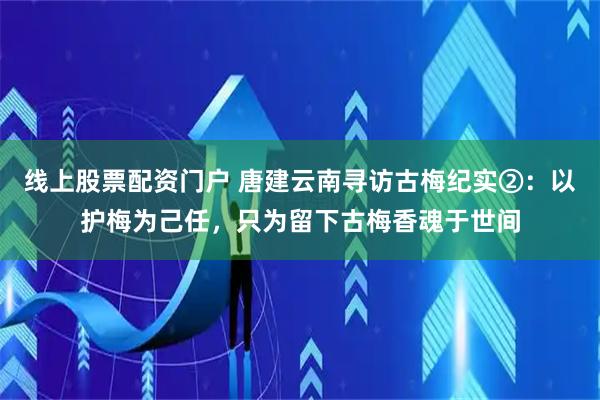 线上股票配资门户 唐建云南寻访古梅纪实②：以护梅为己任，只为留下古梅香魂于世间
